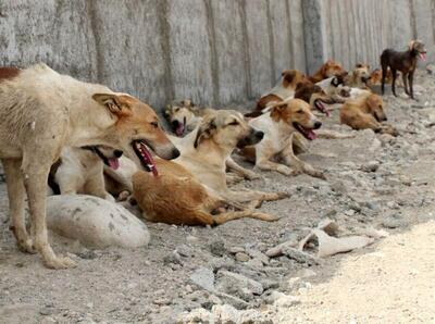 جولان ۴۰۰ هزار سگ ولگرد در استان تهران | اقتصاد24