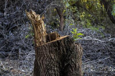 قطع درختان در پارک ستارخان+ عکس | اقتصاد24