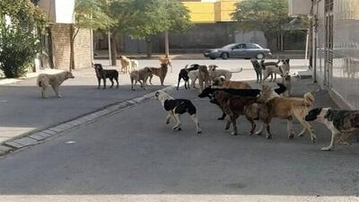 عضو هیأت علمی دانشگاه تهران: پرسه ۴۰۰ هزار سگ ولگرد در استان تهران