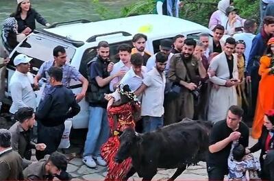 (ویدئو) حمله یک گاو به حاضرین در مراسم دف‌نوازی در روستای پالنگان!