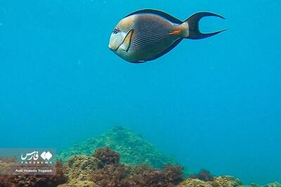 (تصاویر) دنیای زیر آب در جزیره کیش