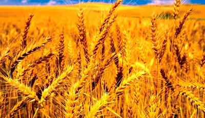 هر ایرانی چقدر گندم مصرف می کند؟
