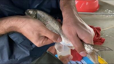 اولین تکثیر مصنوعی ماهی سفید پرورشی و تولید نسل اول در کشور