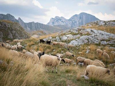 بررسی قیمت گوسفند زنده در بازار دام - خبرنامه