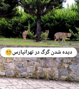 رویت چند گرگ در بوستانی در تهران