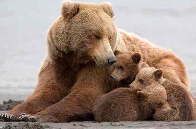 شکار دوربین محیط بانان را ببینید!/ ثبت تصاویر چهار قلاده خرس قهوه‌ای در اشترانکوه لرستان!