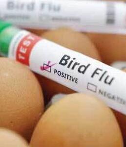 ابراز نگرانی سازمان جهانی بهداشت نسبت به گسترش آنفلوآنزای پرندگان