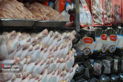 از صادرات مرغ به کشورهای هدف حمایت می‌کنیم| ادامه خرید مرغ مازاد تولیدکنندگان