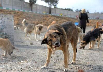 پرسه 400 هزار سگ ولگرد در استان تهران - تسنیم