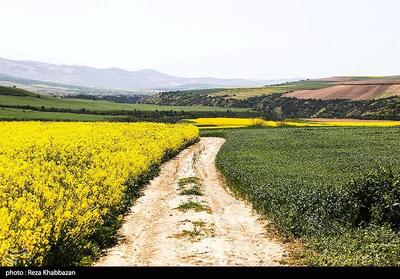 مزارع کلزا در خراسان شمالی- عکس استانها تسنیم | Tasnim