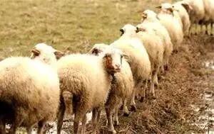 فروش گوسفند با کارت ملی سوژه شد!