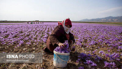 هر ماه ۱۰ تن زعفران به خارج قاچاق می‌شود/صادرات ۲۰۰ تن زعفران به ۶۷ کشور