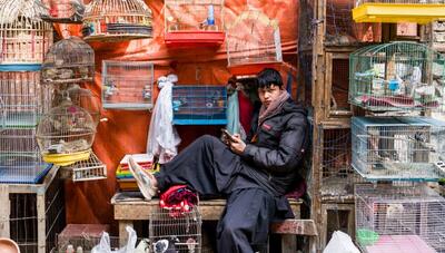 بازار پرنده فروشان کابل (عکس)