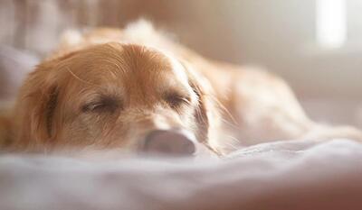 چرا سگ بیش از حد می خوابد ؟