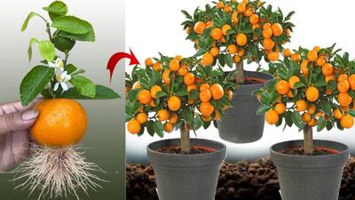 با ۱ عدد تخم مرغ درخت نارنگی بکار !