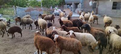 فروش گوسفند با کارت ملی تکذیب شد