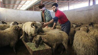 روش عجیب و باورنکردنی فروش گوسفند به مردم | اقتصاد24