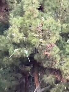 (ویدئو) خودنمایی جذاب طوطی‌ها در پارک ملت تهران