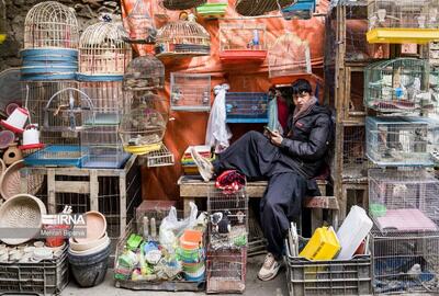 (تصاویر) بازار پرنده فروشان کابل