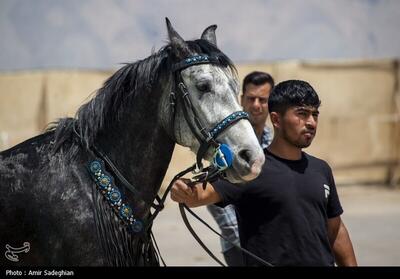 (تصاویر) همایش ملی اسب اصیل دره شوری