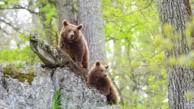 تصاویر کنجکاوی توله خرس قهوه‌ای با دوربین تله‌ای در ارتفاعات رامسر + فیلم