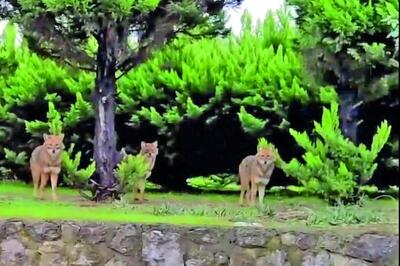 رمزگشایی از ویدئوی جنجالی از سه حیوان وحشی در شرق تهران | این حیوانات گرگ هستند؟!