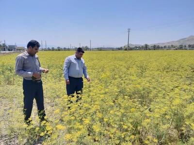 ۲۰ تن رازیانه از مزارع رودان برداشت می‌شود