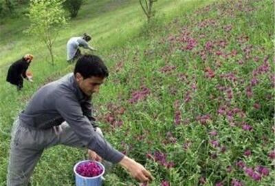 دانش بومی  کردستان فرهنگ گیاهان دارویی ایران را به دنیا صادر می کند
