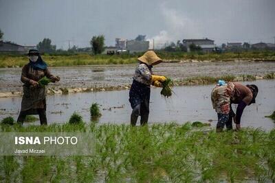 شالیکاران بندرانزلی آماده کشت برنج می‌شوند