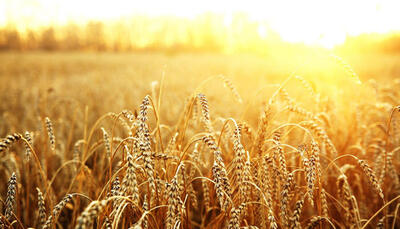 مازندران ظرفیت لازم برای ارتقای کیفیت گندم را دارد