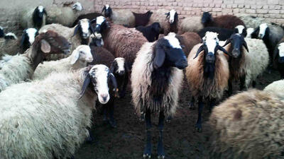 مورد عجیب فروش گوسفند با کارت ملی