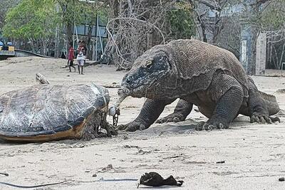 از جذابیت‌های حیات وحش؛ کومودو به لاکپشت بیچاره هم رحم نکرد گردنش و خوردش کرد