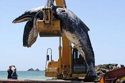 جابه‌جایی‌های جانکاه؛ بچه نهنگ عظیم الجثه تو خلیج مُرد دارن با لودر میبرن برای سلاخی