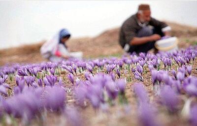 هر ماه ۱۰ تن زعفران به خارج قاچاق می‌شود| صادرات ۲۰۰ تن زعفران به ۶۷ کشور