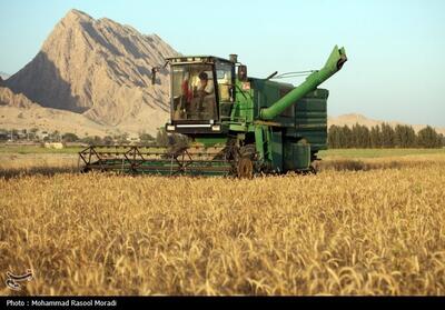 برداشت 8500 تن گندم در اراضی استان بوشهر - تسنیم