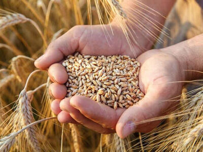 فارس ۱۰ درصد گندم کشور را تولید کرد