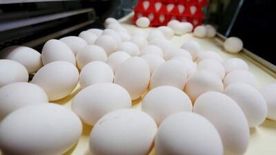فروش تخم مرغ زیر قیمت مصوب سال گذشته| صادرات ۲۰ هزار تن در فروردین امسال