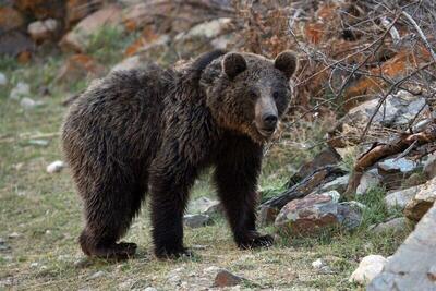 بازی‌ توله خرس با دوربین تله‌ای در ارتفاعات رامسر (فیلم)