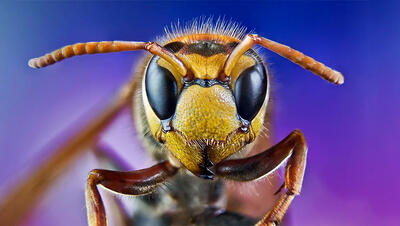 با کشنده ترین حشرات دنیا آشنا شوید - دیجی رو