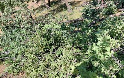 بازداشت یکی از عاملان قطع ۷۰ درخت در بهشهر | اقتصاد24