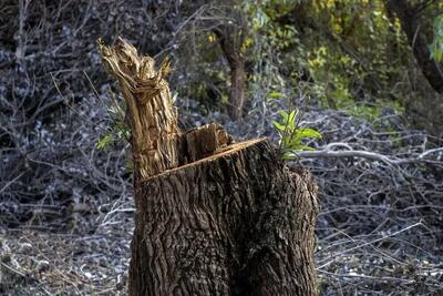 ماجرای قطع درختان جنگل روستای انارجار | اقتصاد24