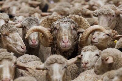 پشت پرده خرید گوسفند با کارت ملی چیست؟