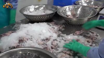 (ویدئو) تایلندی ها چگونه میلیون ها قورباغه را برای گوشت پرورش می دهند؟