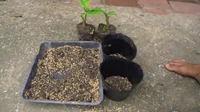 (ویدئو) نحوه کشت و پرورش درخت موز با کمک میوه موز و نوشابه کوکاکولا