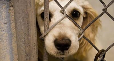 (ویدئو) آزار حیوانات گران می‌شود!
