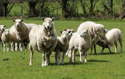 جنجال بر سر فروش گوسفند با کارت ملی