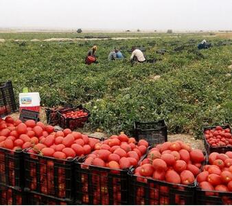 خرید توافقی گوجه فرنگی صنعتی در استان بوشهر