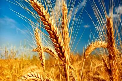 پیش بینی تولید 600 هزارتن گندم طی سال جاری در اردبیل