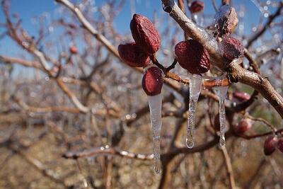 احتمال هجوم سرمای بهاری به شکوفه‌های پسته و چند راهکار برای باغداران