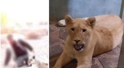 یک قلاده «توله شیر» از خانه باغی در ساری کشف شد
